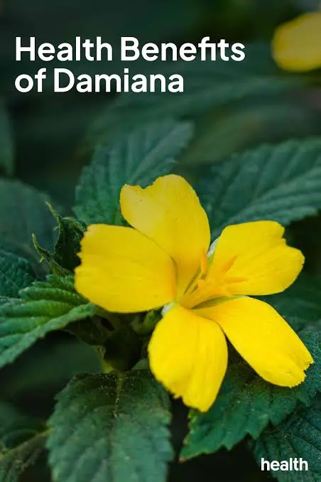 Damiana leaf extract