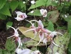 Epimedium horny goat weed leaves