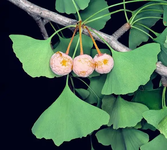 Ginkgo Biloba leaves