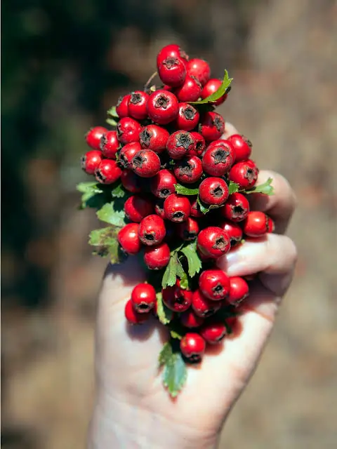 Hawthorn berries on a branch