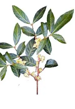 Muira Puama bark extract