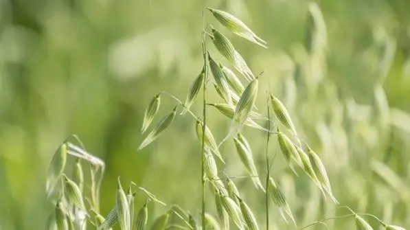 Oat straw plant