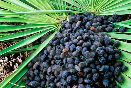 Saw Palmetto berries